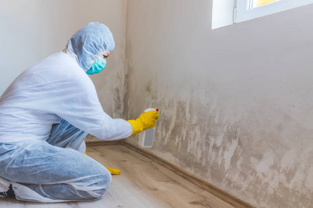 Mold Remediation specialist working in Garden City